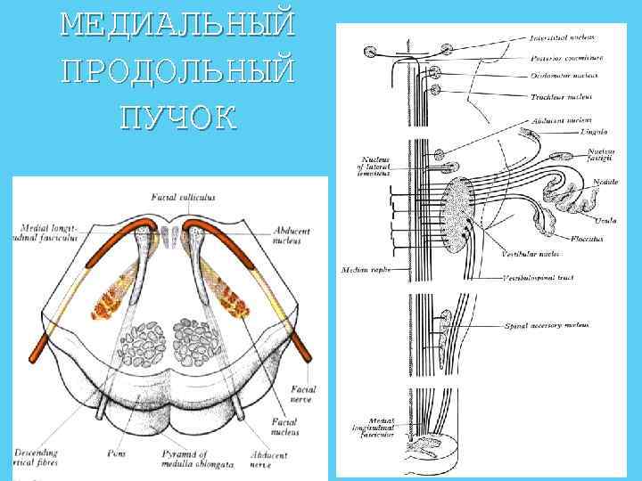 Продольный медиальный пучок схема