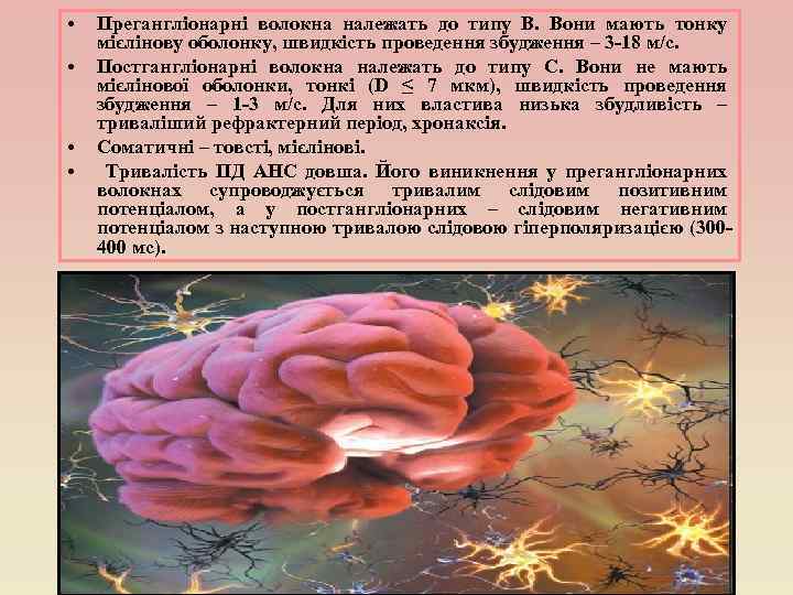 • • Прегангліонарні волокна належать до типу В. Вони мають тонку мієлінову оболонку,