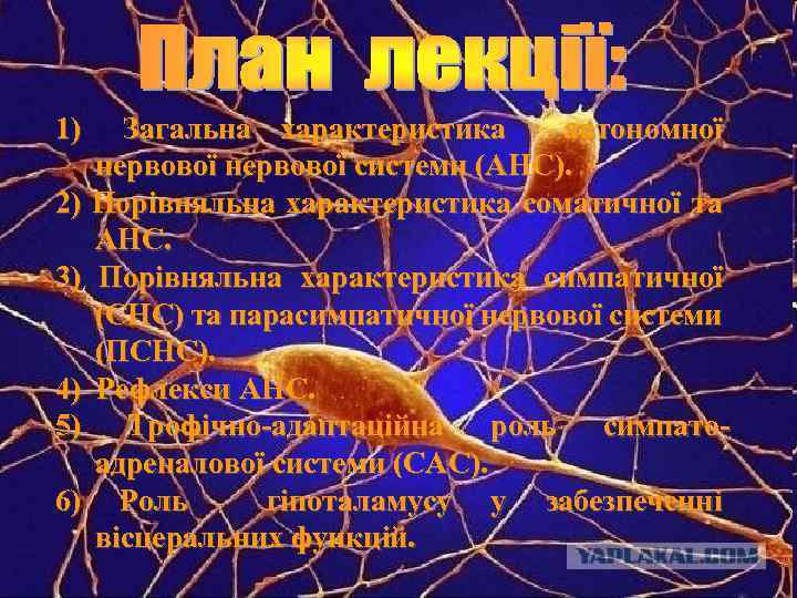 1) 2) 3) 4) 5) 6) Загальна характеристика автономної нервової системи (АНС). Порівняльна характеристика