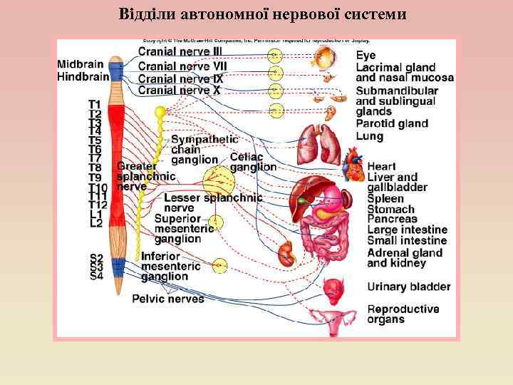 Відділи автономної нервової системи 