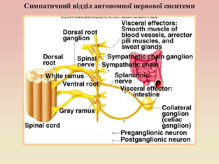 Симпатичний відділ автономної нервової сиситеми 