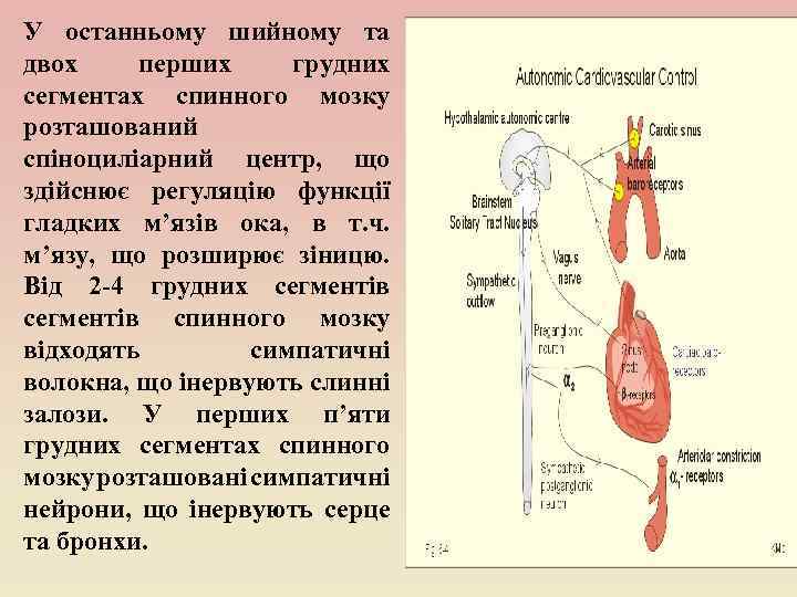 У останньому шийному та двох перших грудних сегментах спинного мозку розташований спіноциліарний центр, що