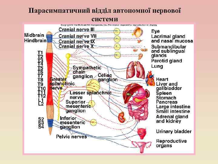 Парасимпатичний відділ автономної нервової системи 