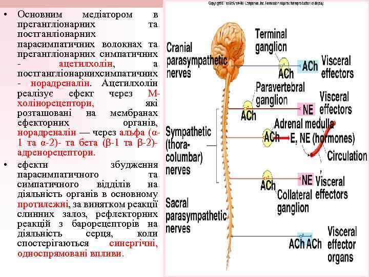  • Oсновним медіатором в прегангліонарних та постганліонарних парасимпатичних волокнах та прегангліонарних симпатичних ацетилхолін,