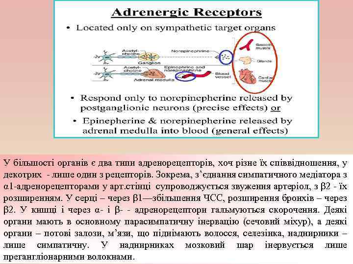 У більшості органів є два типи адренорецепторів, хоч різне їх співвідношення, у декотрих лише