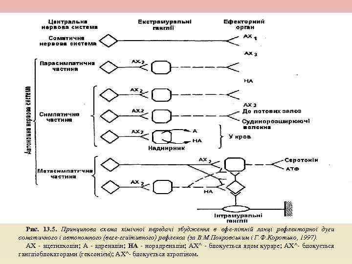 Рис. 13. 5. Принципова схема хімічної передачі збудження в ефе-пітній ланці рефлекторної дуги соматичного