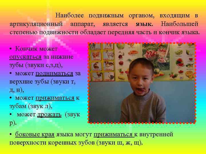 Наиболее подвижным органом, входящим в артикуляционный аппарат, является язык. Наибольшей степенью подвижности обладает передняя