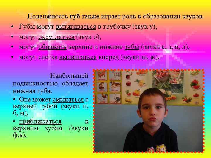  • • Подвижность губ также играет роль в образовании звуков. Губы могут вытягиваться