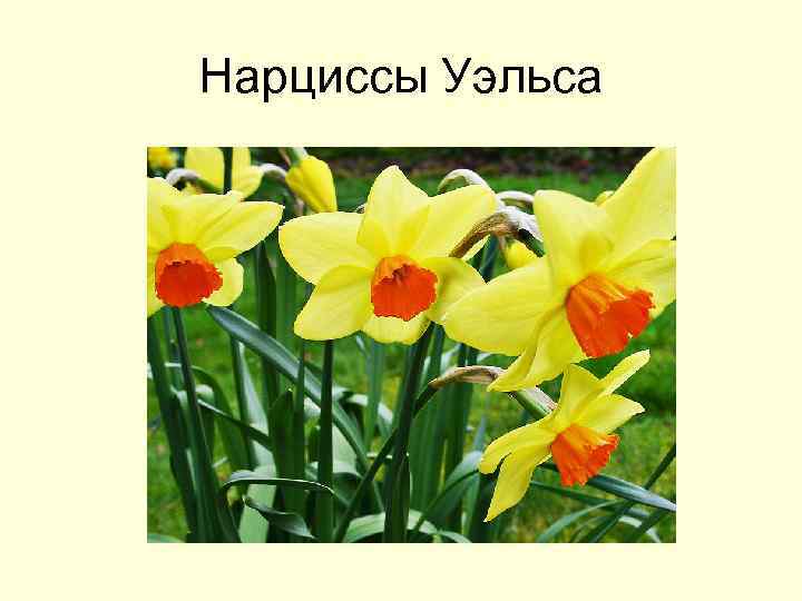 Нарциссы Уэльса 