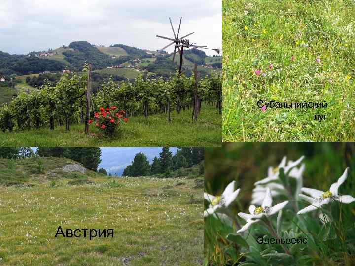 Субальпийский луг Австрия Эдельвейс 