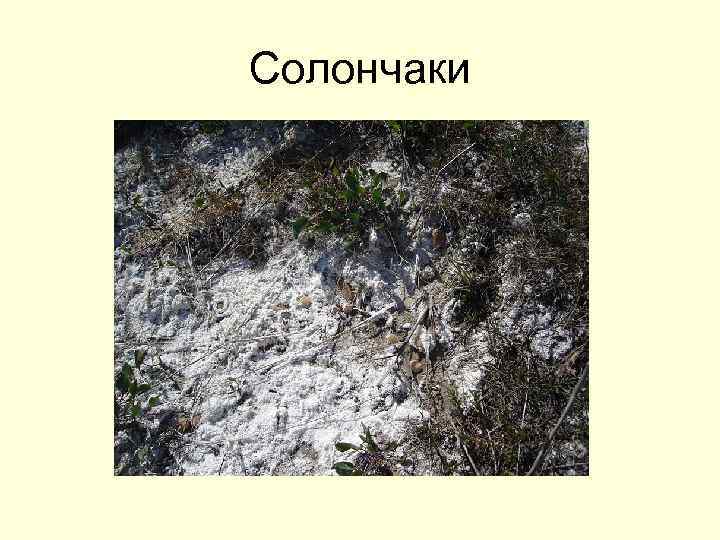 Солончаки 