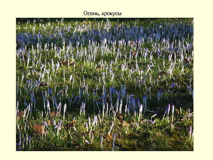 Осень, крокусы 