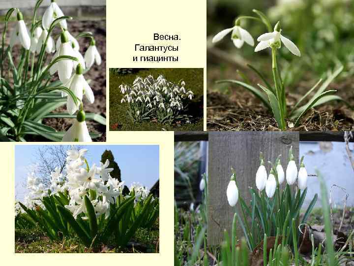 Весна. Галантусы и гиацинты 