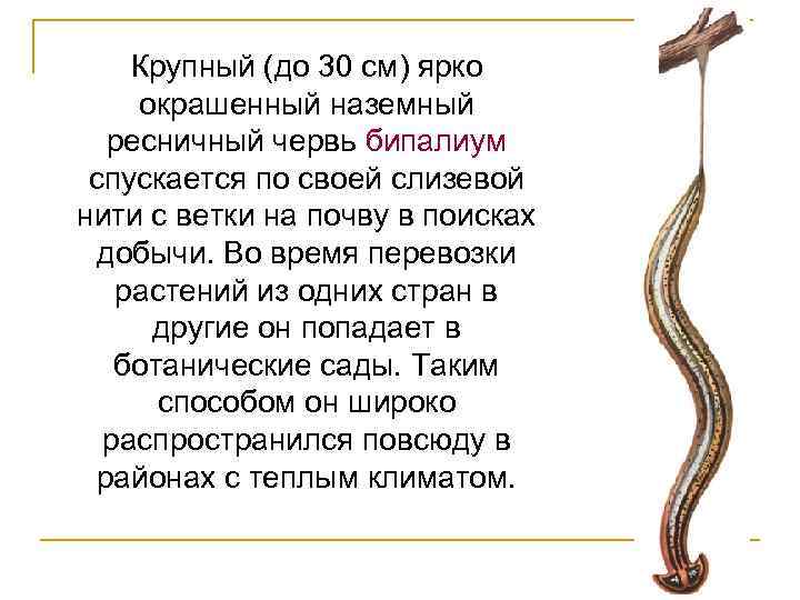 Крупный (до 30 см) ярко окрашенный наземный ресничный червь бипалиум спускается по своей слизевой