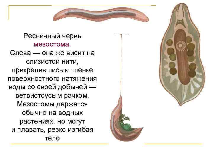 Ресничный червь мезостома. Слева — она же висит на слизистой нити, прикрепившись к пленке