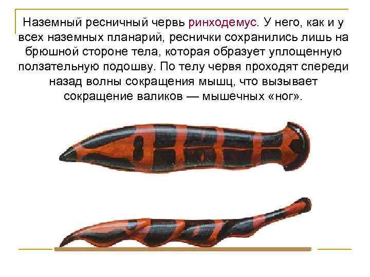 Наземный ресничный червь ринходемус. У него, как и у всех наземных планарий, реснички сохранились