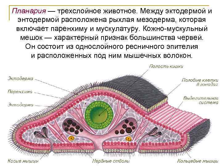 Планария — трехслойное животное. Между эктодермой и энтодермой расположена рыхлая мезодерма, которая включает паренхиму