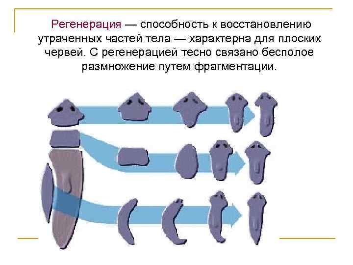  Регенерация — способность к восстановлению утраченных частей тела — характерна для плоских червей.