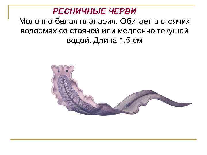 РЕСНИЧНЫЕ ЧЕРВИ Молочно-белая планария. Обитает в стоячих водоемах со стоячей или медленно текущей водой.
