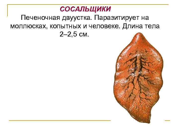 СОСАЛЬЩИКИ Печеночная двуустка. Паразитирует на моллюсках, копытных и человеке. Длина тела 2– 2, 5