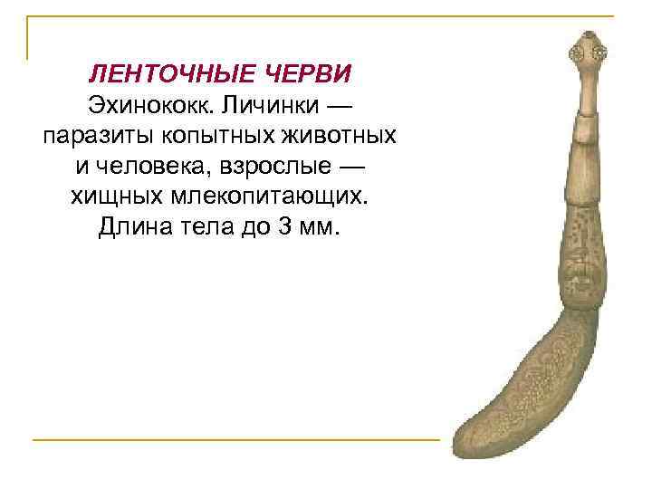 ЛЕНТОЧНЫЕ ЧЕРВИ Эхинококк. Личинки — паразиты копытных животных и человека, взрослые — хищных млекопитающих.