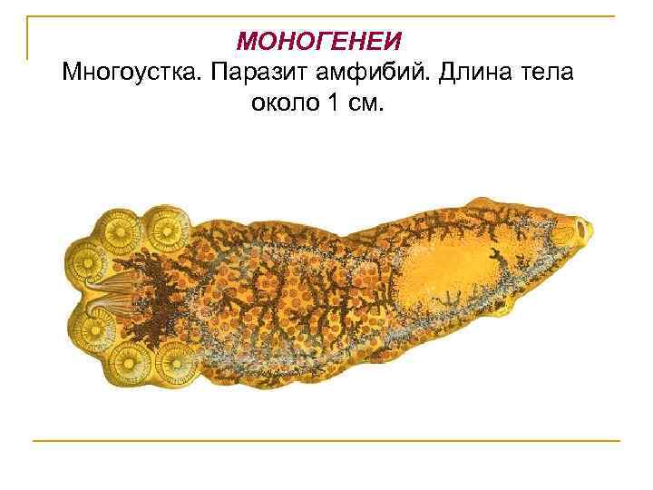 МОНОГЕНЕИ Многоустка. Паразит амфибий. Длина тела около 1 см. 