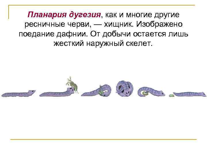 Планария дугезия, как и многие другие ресничные черви, — хищник. Изображено поедание дафнии. От