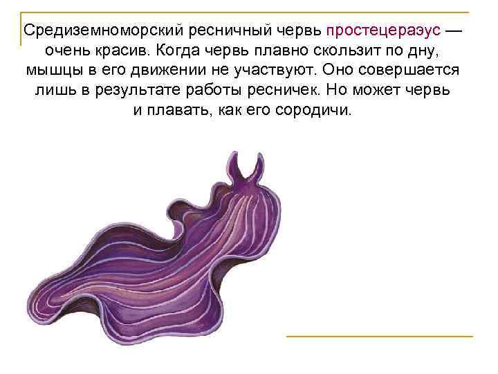 Средиземноморский ресничный червь простецераэус — очень красив. Когда червь плавно скользит по дну, мышцы