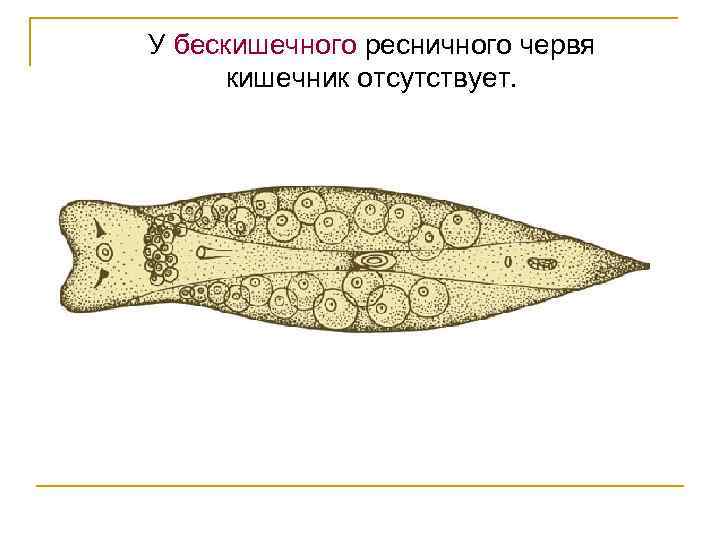 Какой тип питания характерен для золотистого хомячка изображенного на рисунке 1 обоснуйте свой ответ