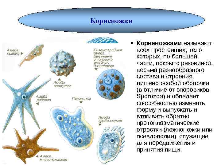 Тип саркодовые. Корненожки представители 7 класс биология. Саркодовые корненожки.