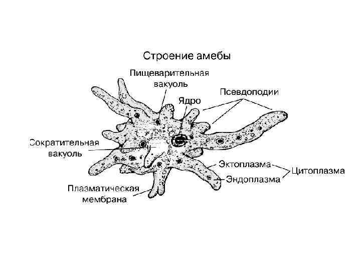 Схема строения амебы