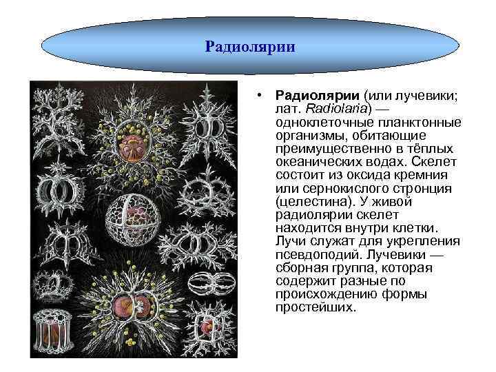 Радиолярии • Радиолярии (или лучевики; лат. Radiolaria) — одноклеточные планктонные организмы, обитающие преимущественно в