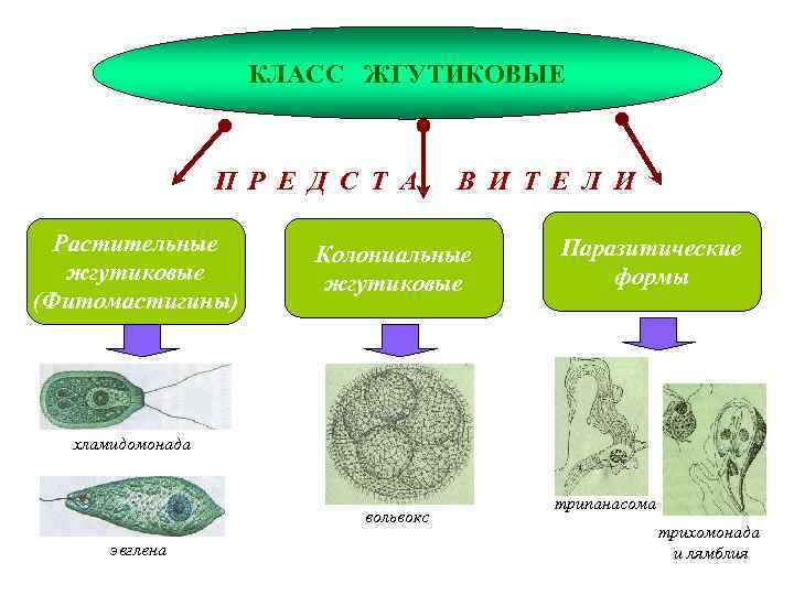 КЛАСС ЖГУТИКОВЫЕ П Р Е Д С Т А Растительные жгутиковые (Фитомастигины) В И