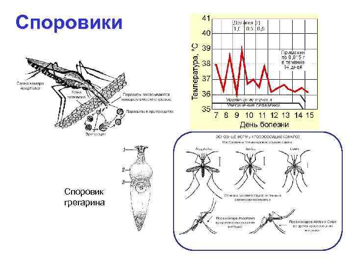 Споровики Споровик грегарина 