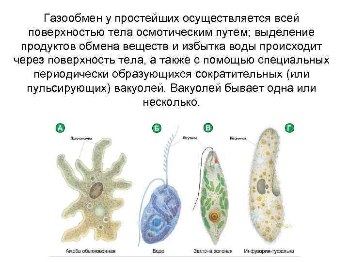 Гетеротрофные протисты