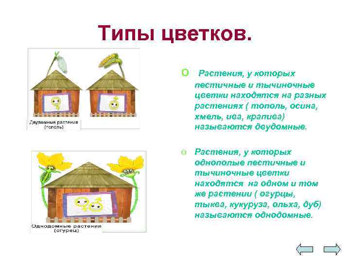 Типы цветков. o Растения, у которых пестичные и тычиночные цветки находятся на разных растениях