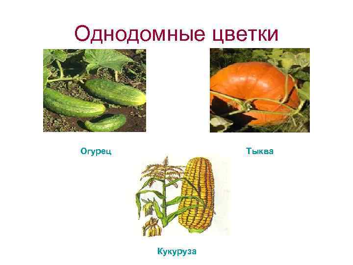 Однодомные цветки Огурец Тыква Кукуруза 