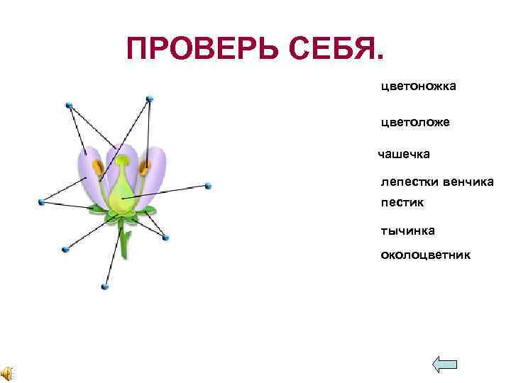 ПРОВЕРЬ СЕБЯ. цветоножка цветоложе чашечка лепестки венчика пестик тычинка околоцветник 