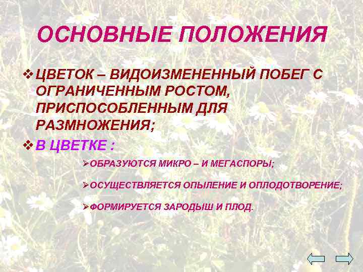 ОСНОВНЫЕ ПОЛОЖЕНИЯ v ЦВЕТОК – ВИДОИЗМЕНЕННЫЙ ПОБЕГ С ОГРАНИЧЕННЫМ РОСТОМ, ПРИСПОСОБЛЕННЫМ ДЛЯ РАЗМНОЖЕНИЯ; v