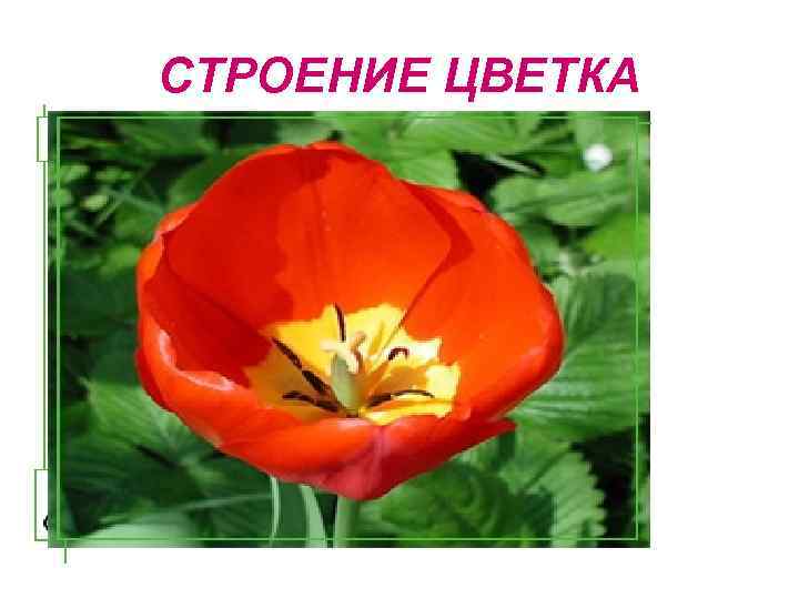 СТРОЕНИЕ ЦВЕТКА 