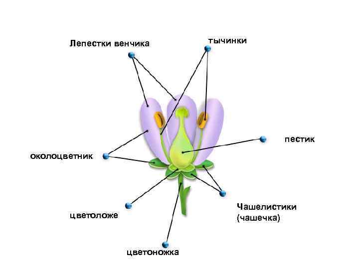 Лепестки венчика тычинки пестик околоцветник Чашелистики (чашечка) цветоложе цветоножка 