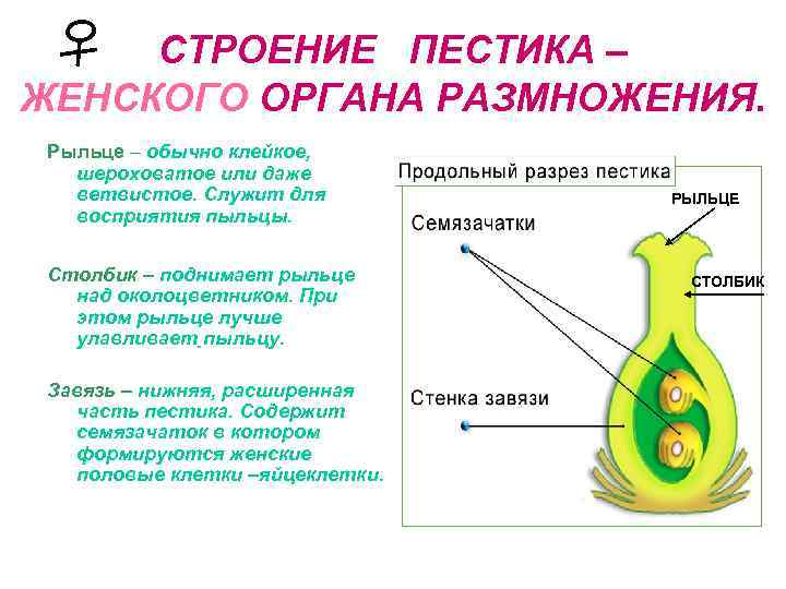 СТРОЕНИЕ ПЕСТИКА – ЖЕНСКОГО ОРГАНА РАЗМНОЖЕНИЯ. Рыльце – обычно клейкое, шероховатое или даже ветвистое.