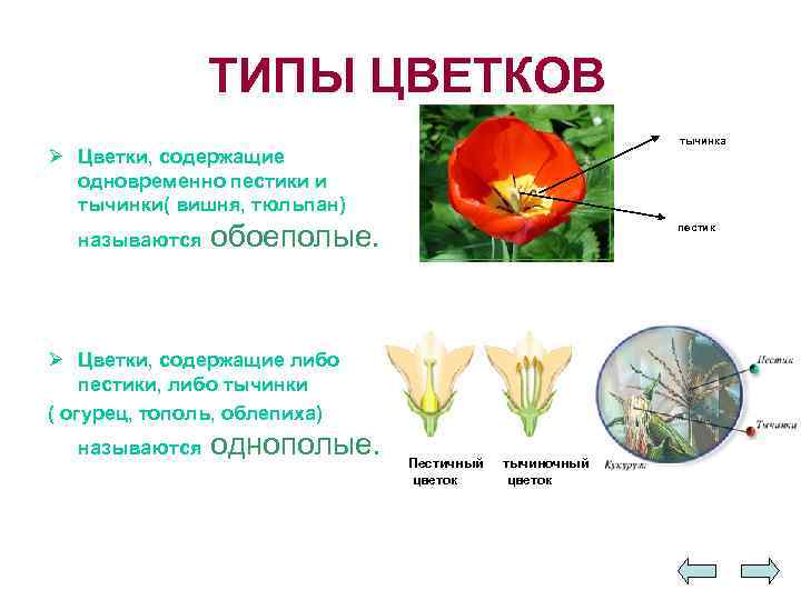 ТИПЫ ЦВЕТКОВ тычинка Ø Цветки, содержащие одновременно пестики и тычинки( вишня, тюльпан) называются обоеполые.