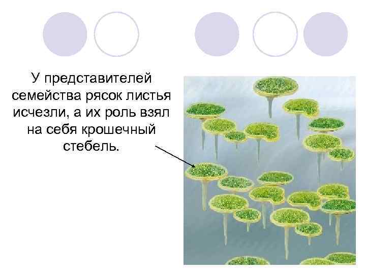 У представителей семейства рясок листья исчезли, а их роль взял на себя крошечный стебель.