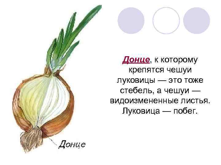 Донце. Донце – видоизмененный стебель луковицы?. Стебель Донце у луковицы. Луковица Донце листья\.