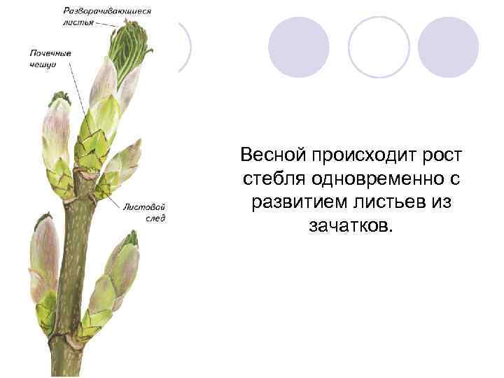 Весной происходит рост стебля одновременно с развитием листьев из зачатков. 