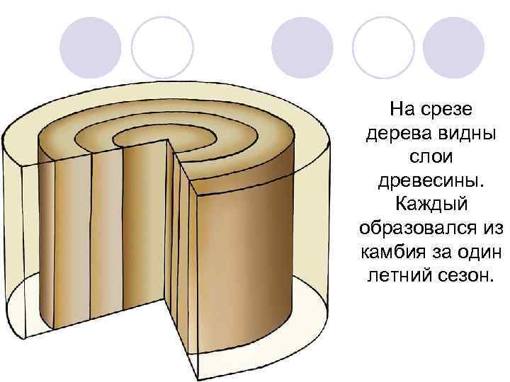 На срезе дерева видны слои древесины. Каждый образовался из камбия за один летний сезон.