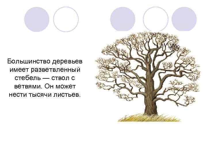 Большинство деревьев имеет разветвленный стебель — ствол с ветвями. Он может нести тысячи листьев.