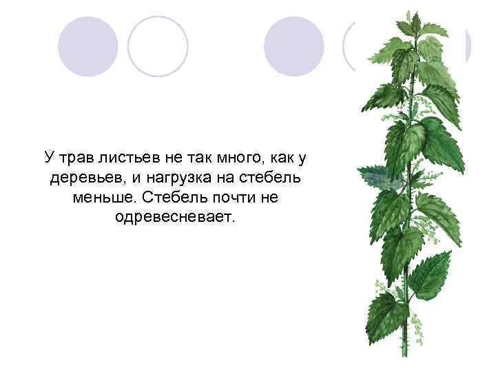 У трав листьев не так много, как у деревьев, и нагрузка на стебель меньше.