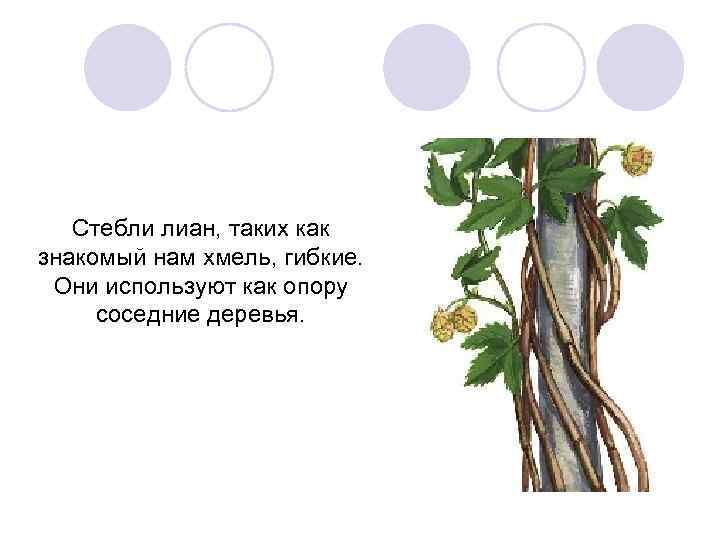 Стебли лиан, таких как знакомый нам хмель, гибкие. Они используют как опору соседние деревья.